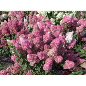 Гортензия метельчатая Hydrangea paniculata Sundae Fraise